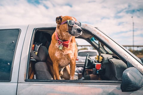 Pet Cars