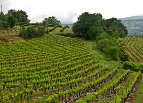 Wine Tours & More
